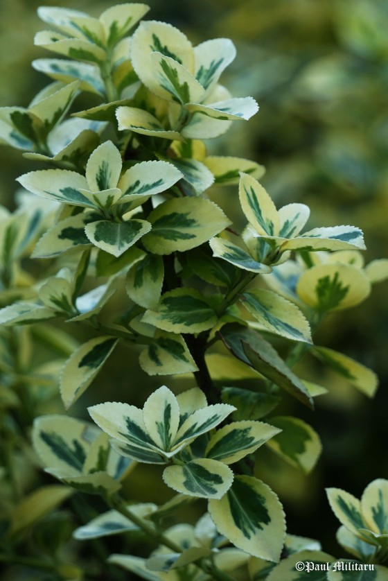 ornamental-plant