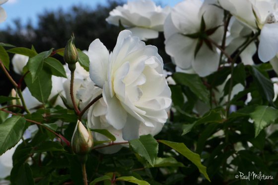 bush of white roses